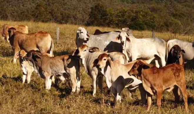 Livestock Development: How it contributes to smallholder farmers