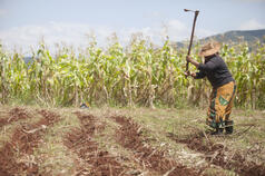 Family Farming and Farmers&#039; Rights