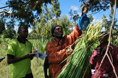 Facilitating participatory research: Scientists train farmers and extension offi