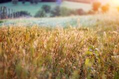 Even a few organic fields on a farm may improve biodiversity, the study found