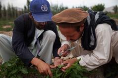 Protracted Crises in the West Asia and North Africa: rebuilding resilience