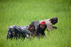 The Global Rice Science Partnership 