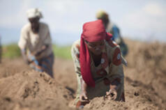 The latest edition of New Agriculturist (04/2013) is now online