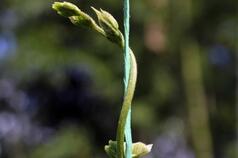 Climbing bean trials in Darién, Colombia.