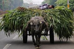 How to end hunger: lessons from the father of India’s green revolution