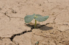 Synergies between adapting to and mitigating climate change 